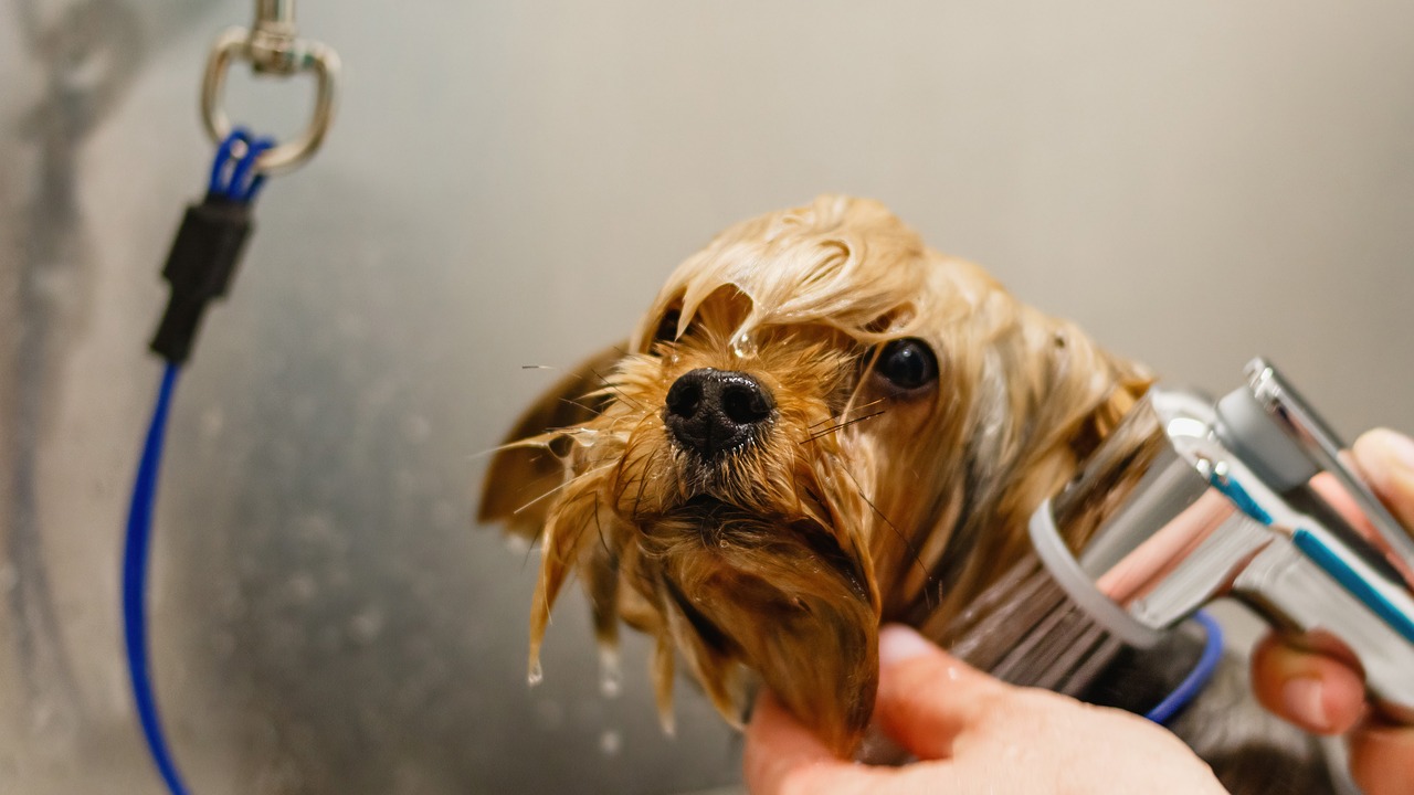 Mobile Dog Groomers